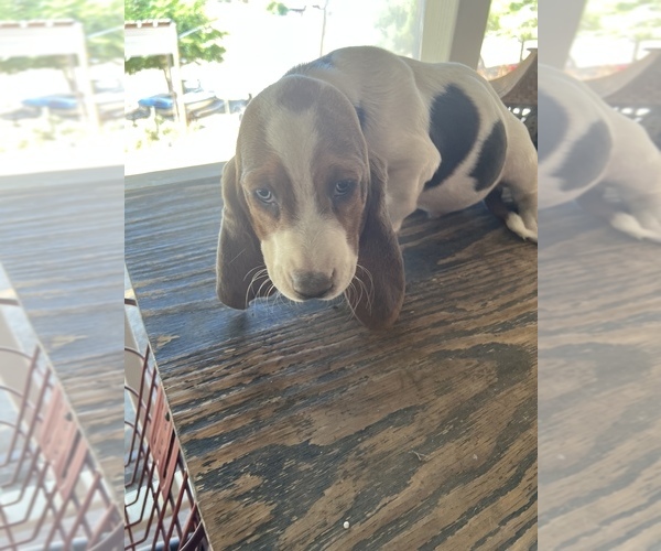 Medium Photo #9 Basset Hound Puppy For Sale in SQUAW VALLEY, CA, USA