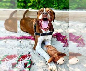 Boxador Dogs for adoption in Elmsford, NY, USA