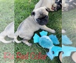 Small Photo #8 Pug Puppy For Sale in SUMTER, SC, USA