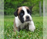 Small Photo #1 Boxer Puppy For Sale in MANHEIM, PA, USA