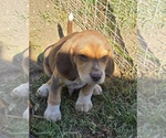 Puppy Puppy 5 Beagle