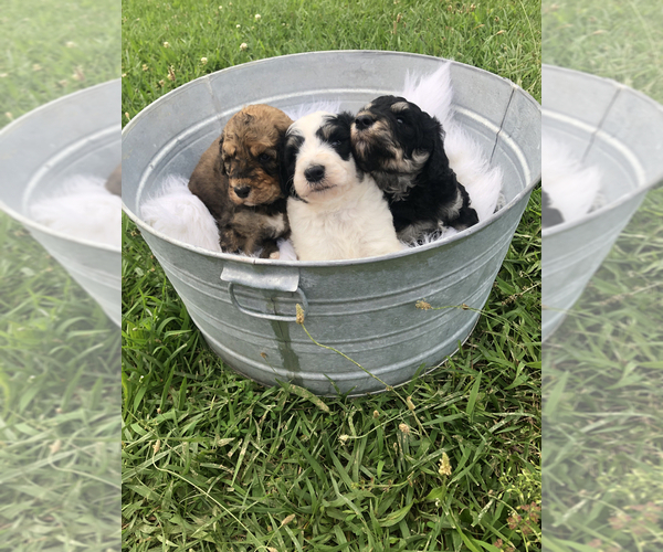 Medium Photo #4 Poodle (Standard)-Pyredoodle Mix Puppy For Sale in TRENTON, GA, USA