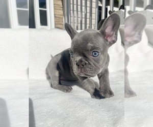 French Bulldog Puppy for sale in ATLANTA, GA, USA