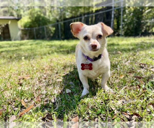 Medium Photo #5 Chiweenie Puppy For Sale in St. Augustine, FL, USA