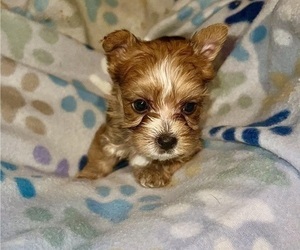 Yorkshire Terrier Puppy for sale in CHICAGO, IL, USA