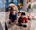 Small #7 Shih Tzu Mix
