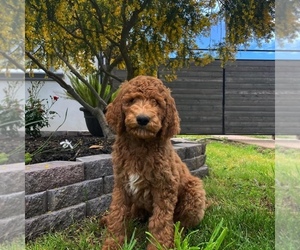 Poodle (Standard) Puppy for sale in RIO LINDA, CA, USA