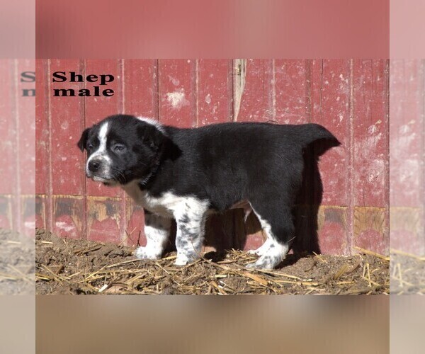 Medium Photo #8 Australian Cattle Dog-Border Collie Mix Puppy For Sale in CLARE, MI, USA