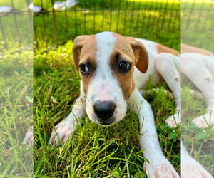 Anna ~ meet me! - Female Bogle Dog for Adoption - Photo #4