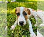 Small Photo #4 Bogle Puppy For Sale in Southbury, CT, USA