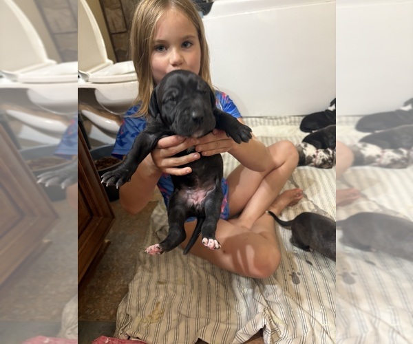 Medium Photo #12 Great Dane Puppy For Sale in CLANTON, AL, USA