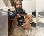 Litter of 12 - Male(s) and Female(s) Great DaneLitter of Puppies for Sale - Photo #12