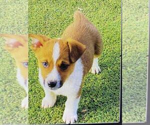 Cojack Puppy for sale in BRIGGSDALE, CO, USA