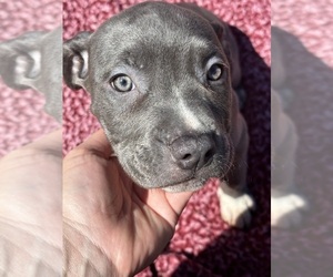 American Pit Bull Terrier Puppy for Sale in LAUREL, Delaware USA