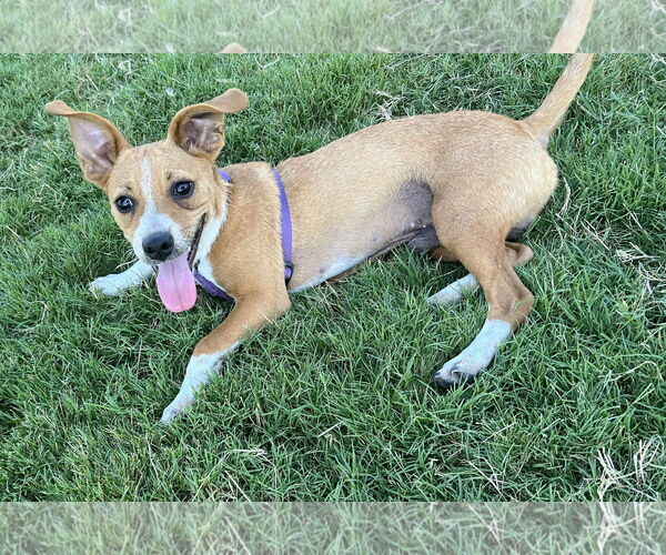 Medium Photo #3 Chihuahua-Unknown Mix Puppy For Sale in Dallas, TX, USA