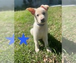 Image preview for Ad Listing. Nickname: Litter of 9