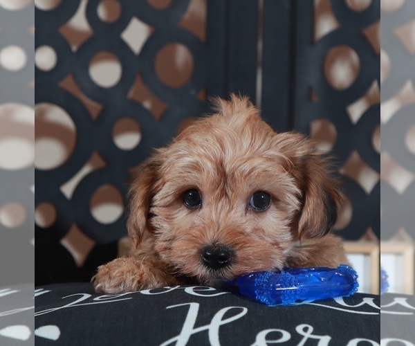 Medium Photo #1 Yo-Chon Puppy For Sale in MOUNT VERNON, OH, USA