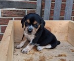 Small #25 Beagle