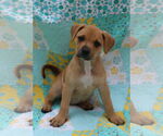 Small #7 Mutt