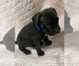 Cane Corso Puppy for sale in WAGONER, OK, USA