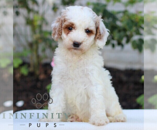 Medium Photo #3 Goldendoodle (Miniature) Puppy For Sale in LITITZ, PA, USA