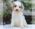 Small #2 Goldendoodle (Miniature)