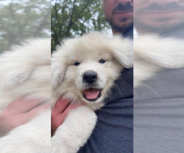 Medium Photo #1 Great Pyrenees Puppy For Sale in SEVEN SPRINGS, NC, USA
