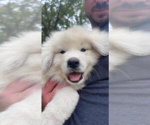Great Pyrenees Puppy for Sale in SEVEN SPRINGS, North Carolina USA