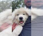 Small Photo #1 Great Pyrenees Puppy For Sale in SEVEN SPRINGS, NC, USA