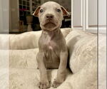 Small #2 American Pit Bull Terrier Mix