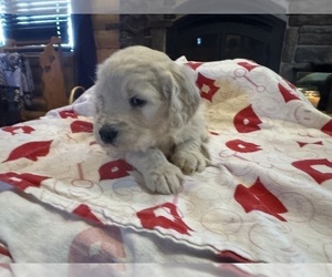 Goldendoodle Puppy for sale in BLAKESBURG, IA, USA