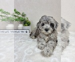 Small #1 Cavapoo (Miniature)