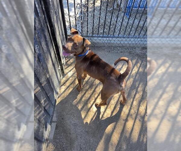 Medium Photo #1 Mutt Puppy For Sale in Riverside, CA, USA