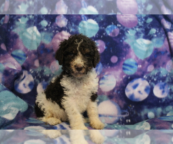 Medium Photo #3 Poodle (Standard) Puppy For Sale in JOICE, IA, USA