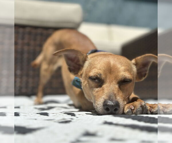 Medium Photo #4 Chihuahua Puppy For Sale in San Jose, CA, USA