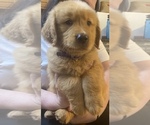 Puppy Puppy 4 Golden Retriever