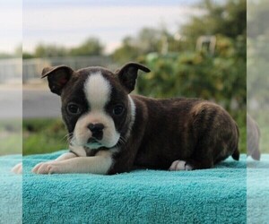 Boston Terrier Puppy for sale in GAP, PA, USA