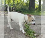 Small #2 Rat Terrier