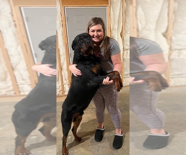 Medium Photo #14 Rottweiler Puppy For Sale in VONORE, TN, USA