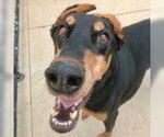 Small #7 Doberman Pinscher