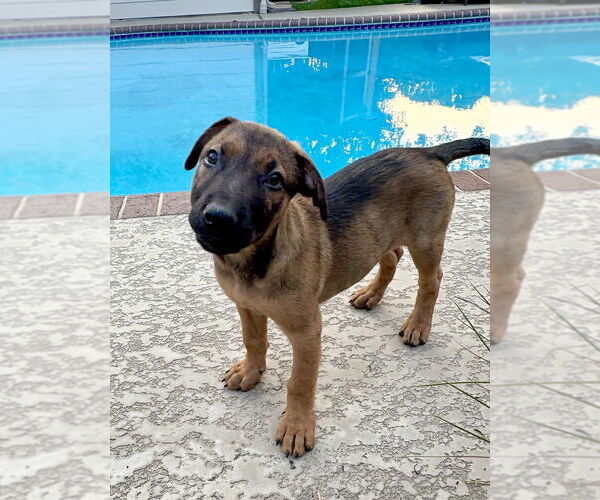 Medium Photo #1 German Shepherd Dog-Unknown Mix Puppy For Sale in Lakewood, CO, USA