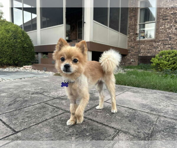 Medium Photo #6 Pomeranian Puppy For Sale in Cookeville, TN, USA