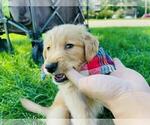 Small Photo #10 Golden Retriever Puppy For Sale in ARVADA, CO, USA