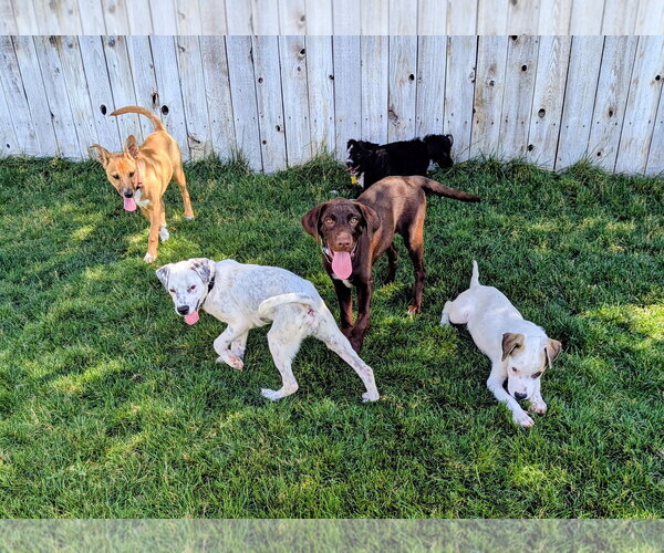 Medium Photo #6 Labrador Retriever-Unknown Mix Puppy For Sale in Sandy, UT, USA