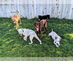 Small #5 Labrador Retriever Mix