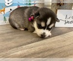 Small Photo #2 Alaskan Klee Kai Puppy For Sale in WILLIAMSBURG, OH, USA