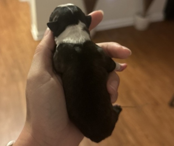 Medium Photo #7 Boston Terrier Puppy For Sale in JACKSONVILLE, NC, USA