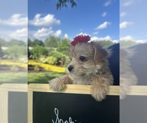 Yo-Chon Puppy for Sale in BELFAST, Ohio USA