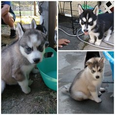 Siberian Husky Puppy for sale in FAIRHAVEN, MA, USA