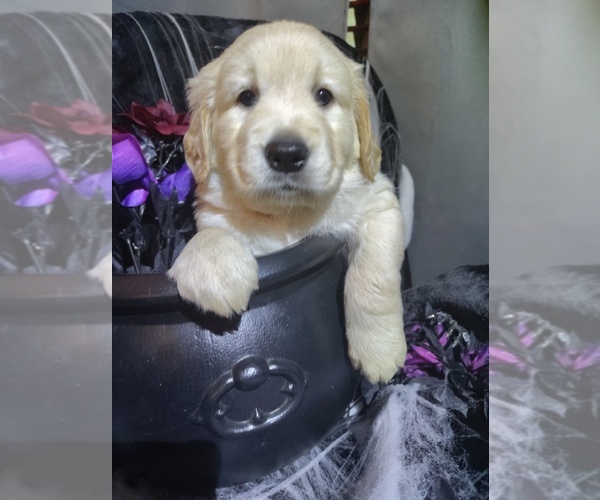 Medium Photo #10 Golden Retriever Puppy For Sale in MODESTO, CA, USA